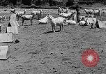 Image of goat herd Mesquite New Mexico USA, 1931, second 17 stock footage video 65675054991