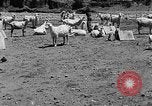 Image of goat herd Mesquite New Mexico USA, 1931, second 18 stock footage video 65675054991
