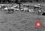 Image of goat herd Mesquite New Mexico USA, 1931, second 19 stock footage video 65675054991