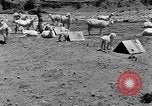 Image of goat herd Mesquite New Mexico USA, 1931, second 20 stock footage video 65675054991