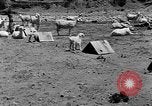 Image of goat herd Mesquite New Mexico USA, 1931, second 21 stock footage video 65675054991