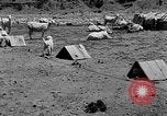 Image of goat herd Mesquite New Mexico USA, 1931, second 22 stock footage video 65675054991