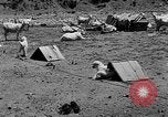 Image of goat herd Mesquite New Mexico USA, 1931, second 23 stock footage video 65675054991