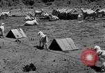 Image of goat herd Mesquite New Mexico USA, 1931, second 24 stock footage video 65675054991