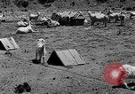 Image of goat herd Mesquite New Mexico USA, 1931, second 25 stock footage video 65675054991
