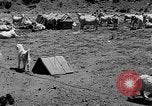 Image of goat herd Mesquite New Mexico USA, 1931, second 26 stock footage video 65675054991