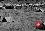 Image of goat herd Mesquite New Mexico USA, 1931, second 27 stock footage video 65675054991