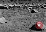 Image of goat herd Mesquite New Mexico USA, 1931, second 28 stock footage video 65675054991