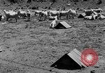 Image of goat herd Mesquite New Mexico USA, 1931, second 29 stock footage video 65675054991