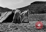 Image of goat herd Mesquite New Mexico USA, 1931, second 31 stock footage video 65675054991