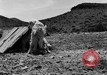 Image of goat herd Mesquite New Mexico USA, 1931, second 32 stock footage video 65675054991