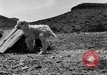 Image of goat herd Mesquite New Mexico USA, 1931, second 33 stock footage video 65675054991