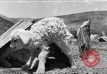 Image of goat herd Mesquite New Mexico USA, 1931, second 34 stock footage video 65675054991