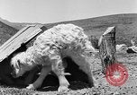 Image of goat herd Mesquite New Mexico USA, 1931, second 35 stock footage video 65675054991