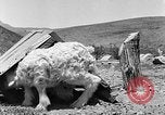 Image of goat herd Mesquite New Mexico USA, 1931, second 36 stock footage video 65675054991