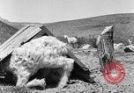 Image of goat herd Mesquite New Mexico USA, 1931, second 37 stock footage video 65675054991