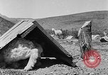 Image of goat herd Mesquite New Mexico USA, 1931, second 38 stock footage video 65675054991
