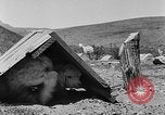 Image of goat herd Mesquite New Mexico USA, 1931, second 39 stock footage video 65675054991
