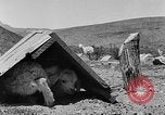 Image of goat herd Mesquite New Mexico USA, 1931, second 40 stock footage video 65675054991
