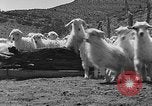 Image of goat herd Mesquite New Mexico USA, 1931, second 41 stock footage video 65675054991