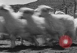 Image of goat herd Mesquite New Mexico USA, 1931, second 42 stock footage video 65675054991