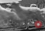 Image of goat herd Mesquite New Mexico USA, 1931, second 43 stock footage video 65675054991