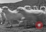 Image of goat herd Mesquite New Mexico USA, 1931, second 44 stock footage video 65675054991