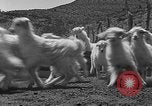 Image of goat herd Mesquite New Mexico USA, 1931, second 45 stock footage video 65675054991