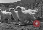 Image of goat herd Mesquite New Mexico USA, 1931, second 46 stock footage video 65675054991