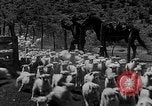 Image of goat herd Mesquite New Mexico USA, 1931, second 47 stock footage video 65675054991
