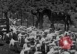 Image of goat herd Mesquite New Mexico USA, 1931, second 49 stock footage video 65675054991