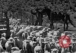 Image of goat herd Mesquite New Mexico USA, 1931, second 50 stock footage video 65675054991
