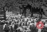 Image of goat herd Mesquite New Mexico USA, 1931, second 51 stock footage video 65675054991