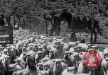 Image of goat herd Mesquite New Mexico USA, 1931, second 52 stock footage video 65675054991