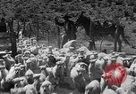 Image of goat herd Mesquite New Mexico USA, 1931, second 53 stock footage video 65675054991