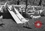 Image of goat herd Mesquite New Mexico USA, 1931, second 54 stock footage video 65675054991