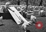 Image of goat herd Mesquite New Mexico USA, 1931, second 55 stock footage video 65675054991