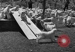 Image of goat herd Mesquite New Mexico USA, 1931, second 56 stock footage video 65675054991