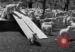 Image of goat herd Mesquite New Mexico USA, 1931, second 57 stock footage video 65675054991