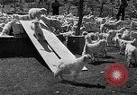 Image of goat herd Mesquite New Mexico USA, 1931, second 58 stock footage video 65675054991