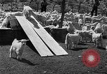 Image of goat herd Mesquite New Mexico USA, 1931, second 59 stock footage video 65675054991
