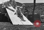 Image of goat herd Mesquite New Mexico USA, 1931, second 60 stock footage video 65675054991