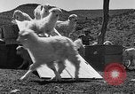 Image of goat herd Mesquite New Mexico USA, 1931, second 61 stock footage video 65675054991