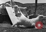 Image of goat herd Mesquite New Mexico USA, 1931, second 62 stock footage video 65675054991