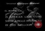 Standbild löwejunge El Monte California USA, 1933, aus Sekunde 1 historischem Filmmaterial Videoclip 65675055008