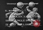 Standbild löwejunge El Monte California USA, 1933, aus Sekunde 4 historischem Filmmaterial Videoclip 65675055008