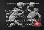 Standbild löwejunge El Monte California USA, 1933, aus Sekunde 5 historischem Filmmaterial Videoclip 65675055008