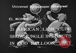Standbild löwejunge El Monte California USA, 1933, aus Sekunde 6 historischem Filmmaterial Videoclip 65675055008