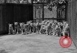 Standbild löwejunge El Monte California USA, 1933, aus Sekunde 11 historischem Filmmaterial Videoclip 65675055008