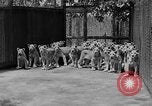 Standbild löwejunge El Monte California USA, 1933, aus Sekunde 12 historischem Filmmaterial Videoclip 65675055008